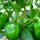 CALIFORNIA PEPPER NON-GMO 10 Fresh Seeds
