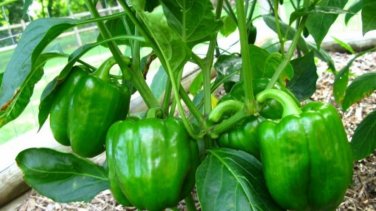 CALIFORNIA PEPPER NON-GMO 10 Fresh Seeds