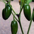 JALAPENO PEPPER 10 Seeds NON-GMO