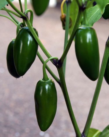 JALAPENO PEPPER 10 Seeds NON-GMO