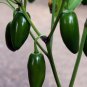 JALAPENO PEPPER 10 Seeds NON-GMO