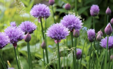 CHIVES HERB 20 Fresh Seeds