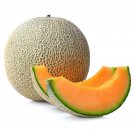 CANTALOUPE MELON NON-GMO 5 Fresh Seeds