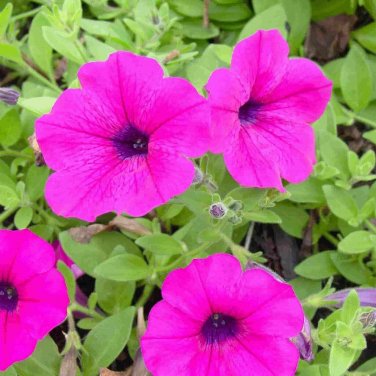 PETUNIA Purple 15 Fresh Seeds