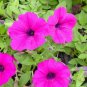 PETUNIA Purple 15 Fresh Seeds