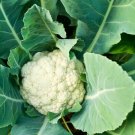 CAULIFLOWER NON-GMO 10 Fresh Seeds