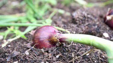 RED ONION NON-GMO 10 Fresh Seeds