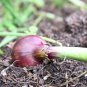 RED ONION NON-GMO 10 Fresh Seeds
