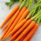 CARROT NON-GMO 20 Fresh Seeds