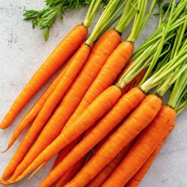 CARROT NON-GMO 20 Fresh Seeds