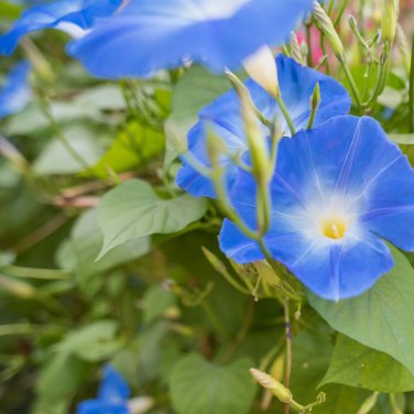BLUE MORNING GLORY 8 Fresh Seeds