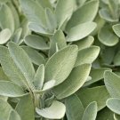 SAGE HERB 10 Fresh Seeds