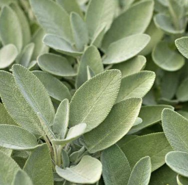 SAGE HERB 10 Fresh Seeds