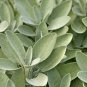 SAGE HERB 10 Fresh Seeds