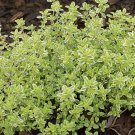 THYME HERB 10 Fresh Seeds