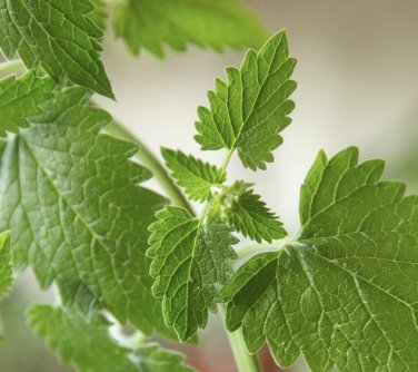 CATNIP HERB 20 Fresh Seeds