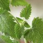 CATNIP HERB 20 Fresh Seeds