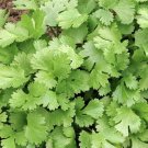 CILANTRO HERB 10 Fresh Seeds