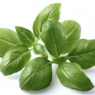 BASIL HERB 20 Fresh Seeds