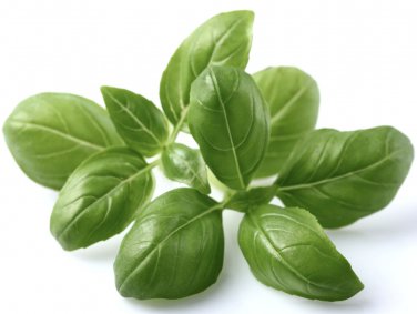 BASIL HERB 20 Fresh Seeds