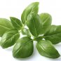 BASIL HERB 20 Fresh Seeds