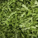 ARUGULA HERB 20 Fresh Seeds