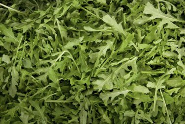 ARUGULA HERB 20 Fresh Seeds