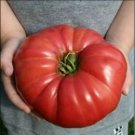 GIANT Delicious Tomato 30 Seeds World Record. BIG HEIRLOOM