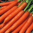 Scarlet Nantes Carrot < 100 Seeds Heirloom Fresh Sweet Crispy Non-GMO