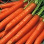 Scarlet Nantes Carrot < 100 Seeds Heirloom Fresh Sweet Crispy Non-GMO