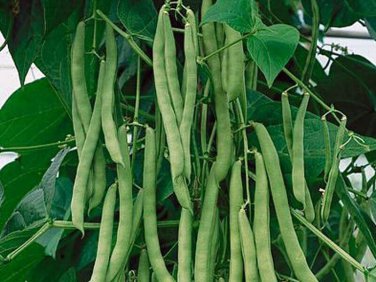 10 Seeds Bush Blue Lake 274 Beans Heirloom Green String Non GMO Classic beauty