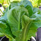 Paris Island Cos Romaine Lettuce 500 SEEDS Heirloom crispy