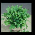 Arugula ASTRO 300 seeds Heirloom Garden zesty healthy salad Nutty flavor