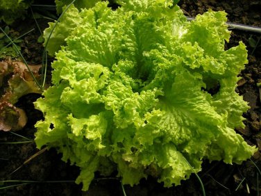 Black Seeded Simpson Loose Leaf Lettuce 500 seeds