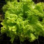Black Seeded Simpson Loose Leaf Lettuce 500 seeds