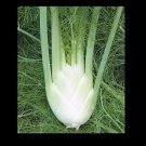 Florence Fennel Seeds Anise Aroma hardy perennial herb Landscape Flower Licorice