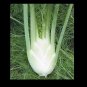 Florence Fennel Seeds Anise Aroma hardy perennial herb Landscape Flower Licorice