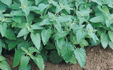 Catnip Seeds heirloom Non GMO cat party supplies 300 seeds