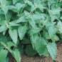 Catnip Seeds heirloom Non GMO cat party supplies 300 seeds