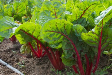 Ruby Red Swiss Chard Heirloom silverbeet 25 seeds