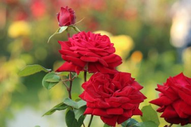 30  Mr. Lincoln Hybrid Tea Rose  Seeds
