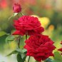 30  Mr. Lincoln Hybrid Tea Rose  Seeds