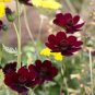 50  Futaba Rare Chocolate Cosmos Flower Seeds