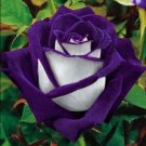 30  Purple Haze Rose Flower Seeds