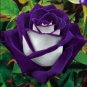 30  Purple Haze Rose Flower Seeds