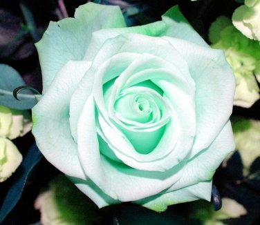 30  Mint Rose Flower For Planting Bush  Seeds