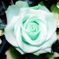 30  Mint Rose Flower For Planting Bush  Seeds