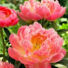 10 Pink Hawaiian Coral Peony Seeds
