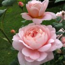 30 Queen of Sweden English Rose Seeds