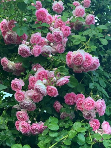 30 Jasmina Climbing Roses Seeds